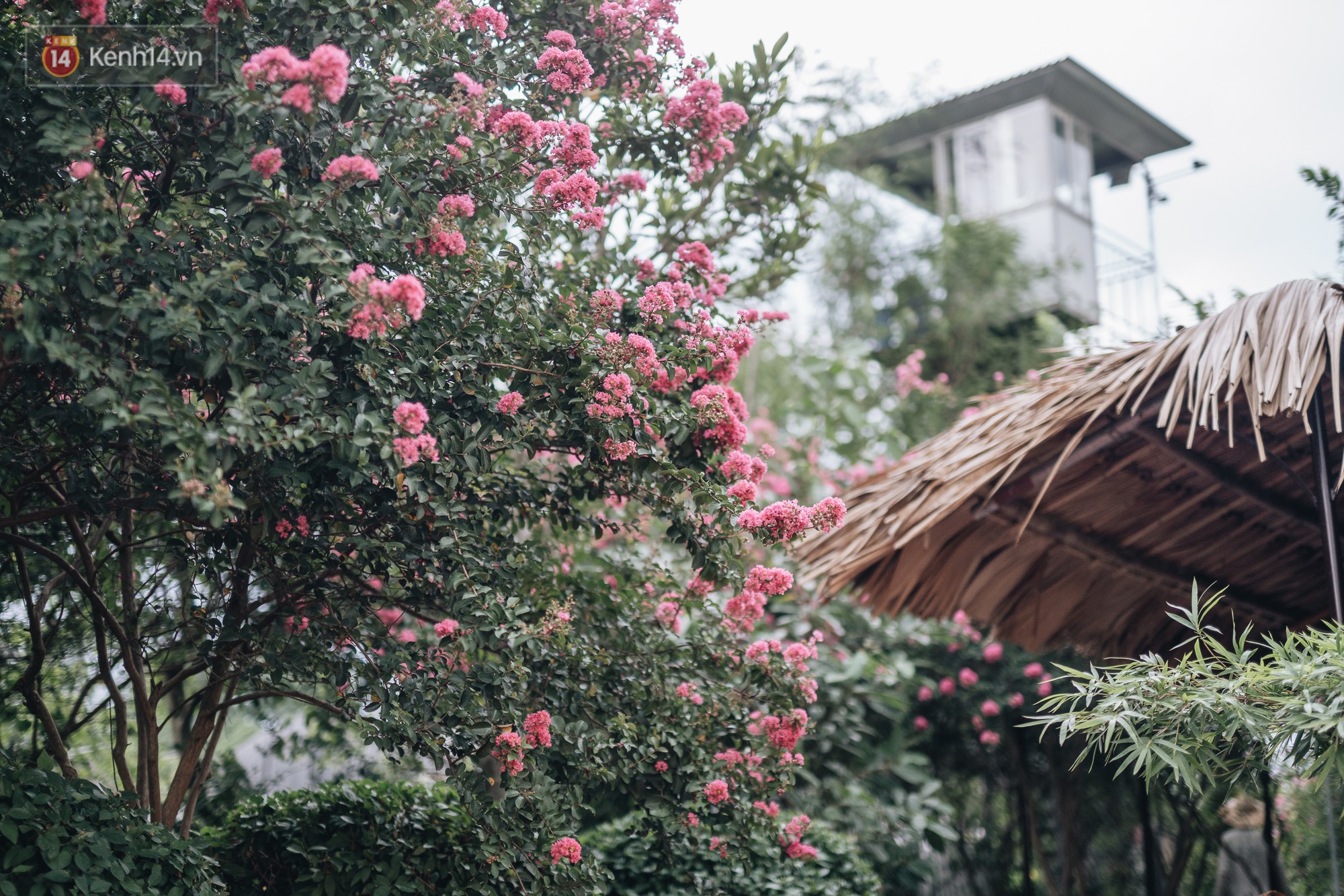 Chùm ảnh: Con đường ở Hà Nội được tạo nên bởi 100 gốc hoa tường vi đẹp như khu vườn cổ tích - Ảnh 7.
