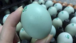Bạt ngàn về trứng: Trứng vỏ xanh, vỏ trắng, vỏ vàng và đây là bài viết để bạn chọn đúng trứng cần mua