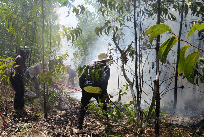 Lại cháy rừng dữ dội tại TT-Huế, biển lửa trùm lên 20ha cây lâm nghiệp tái sinh - Ảnh 2.