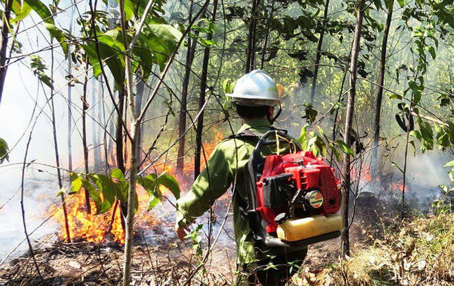 Lại cháy rừng dữ dội tại TT-Huế, biển lửa trùm lên 20ha cây lâm nghiệp tái sinh - Ảnh 3.