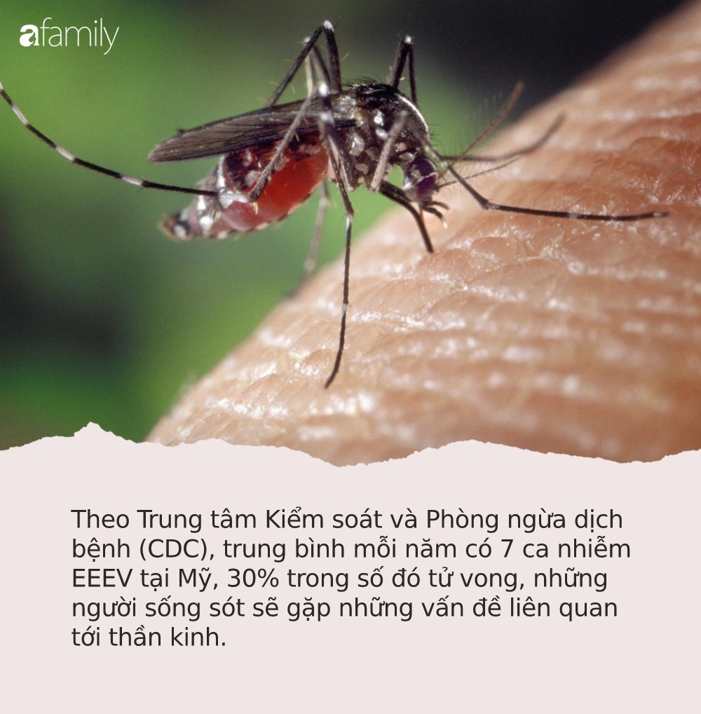 Cảnh báo: Phát hiện loại virus gây sưng màng não lây qua đường muỗi đốt - Ảnh 1.
