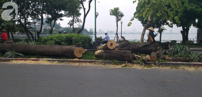 Hà Nội: Cây xanh bất ngờ bật gốc đổ đè vào ô tô đang đi trên đường, tài xế thót tim mở cửa chạy ra ngoài - Ảnh 5.