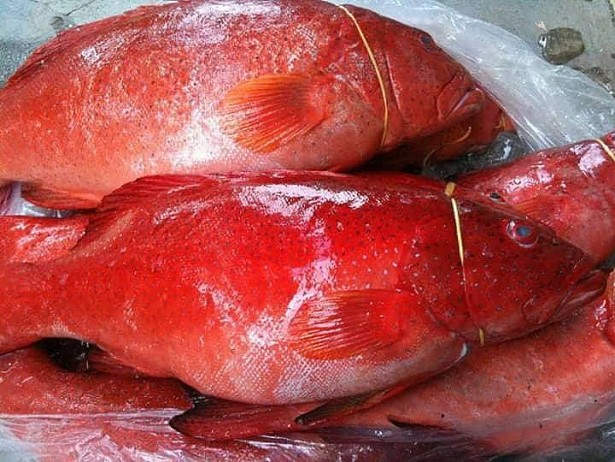 Cá Mú đỏ cực hiếm có giá bằng cả chỉ vàng - Ảnh 1. Cá Mú đỏ cực hiếm có giá bằng cả chỉ vàng - Ảnh 1.