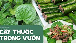 Nhiều người đun nước lá lốt ngâm chân mỗi tối để đau nhức xương khớp: Chuyên gia hé lộ thêm nhiều điều bất ngờ hơn từ lá lốt