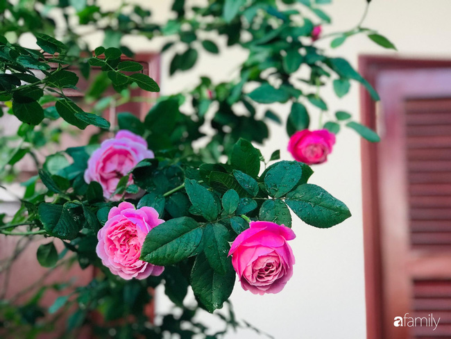 70 gốc hồng khoe hương sắc trên sân thượng nhờ tình yêu và tâm huyết chăm cây của cô giáo xứ Thanh - Ảnh 19.