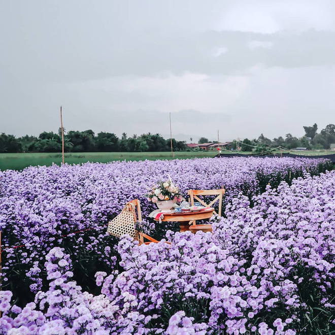 Được mệnh danh là “bản sao” của Đà Lạt nhưng nông trại hoa ở Chiang Mai lại khiến mọi người trầm trồ vì “xịn” hơn rất nhiều - Ảnh 2.