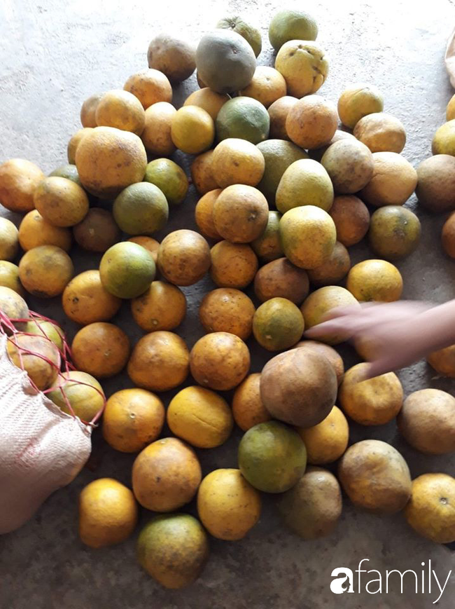 Cùng nghe người bán bưởi Diễn 13 năm kinh nghiệm mách 6 mẹo nhỏ giúp bà nội trợ Việt chọn bưởi Diễn ăn Tết 10 quả thơm ngọt như 10 - Ảnh 9.