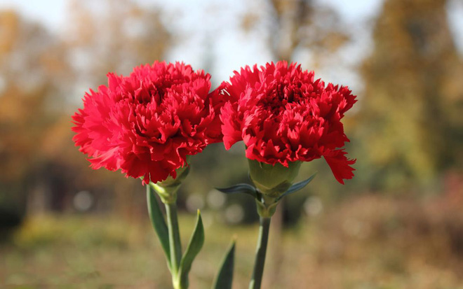 Vừa dễ cắm lại vừa đẹp, hoa cẩm chướng chính là loại hoa không thể thiếu trong ngày Tết - Ảnh 1.