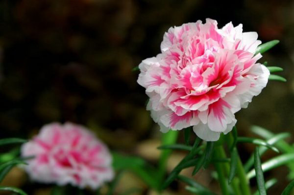 Vừa dễ cắm lại vừa đẹp, hoa cẩm chướng chính là loại hoa không thể thiếu trong ngày Tết - Ảnh 4.