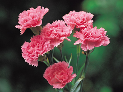Vừa dễ cắm lại vừa đẹp, hoa cẩm chướng chính là loại hoa không thể thiếu trong ngày Tết - Ảnh 5.