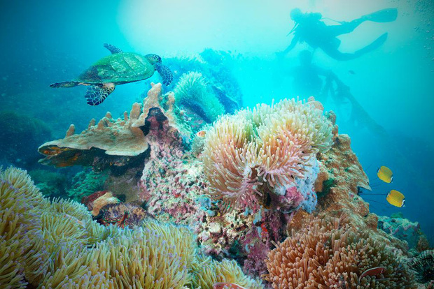 10 địa điểm lặn biển đẹp nhất thế giới vừa được tạp chí Forbes bình chọn, Việt Nam có 1 cái tên bất ngờ lọt vào danh sách này - Ảnh 24.