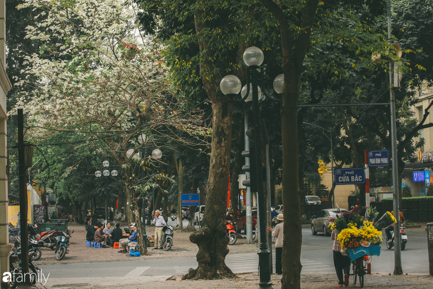 Mùa hoa sưa lại về trên phố, trắng rợp trời Hà Nội như bông mây ngọt ngào gọi mời tháng Ba - Ảnh 1.