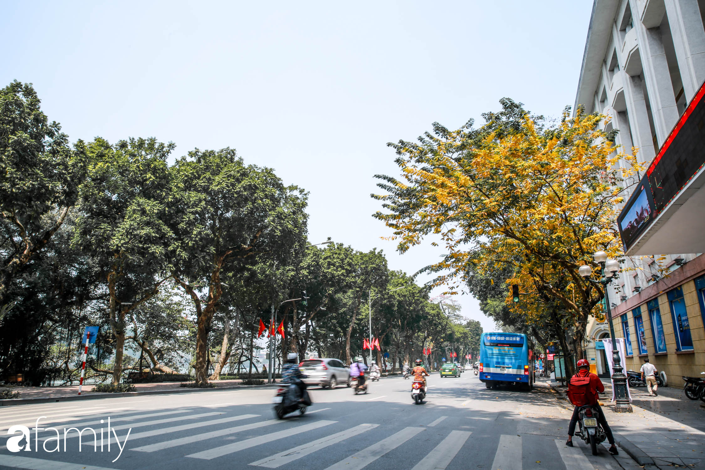 Hà Nội tháng Ba mà cứ ngỡ thu về, bởi vừa có nắng vàng dịu ngọt, vừa có thảm lá vàng 