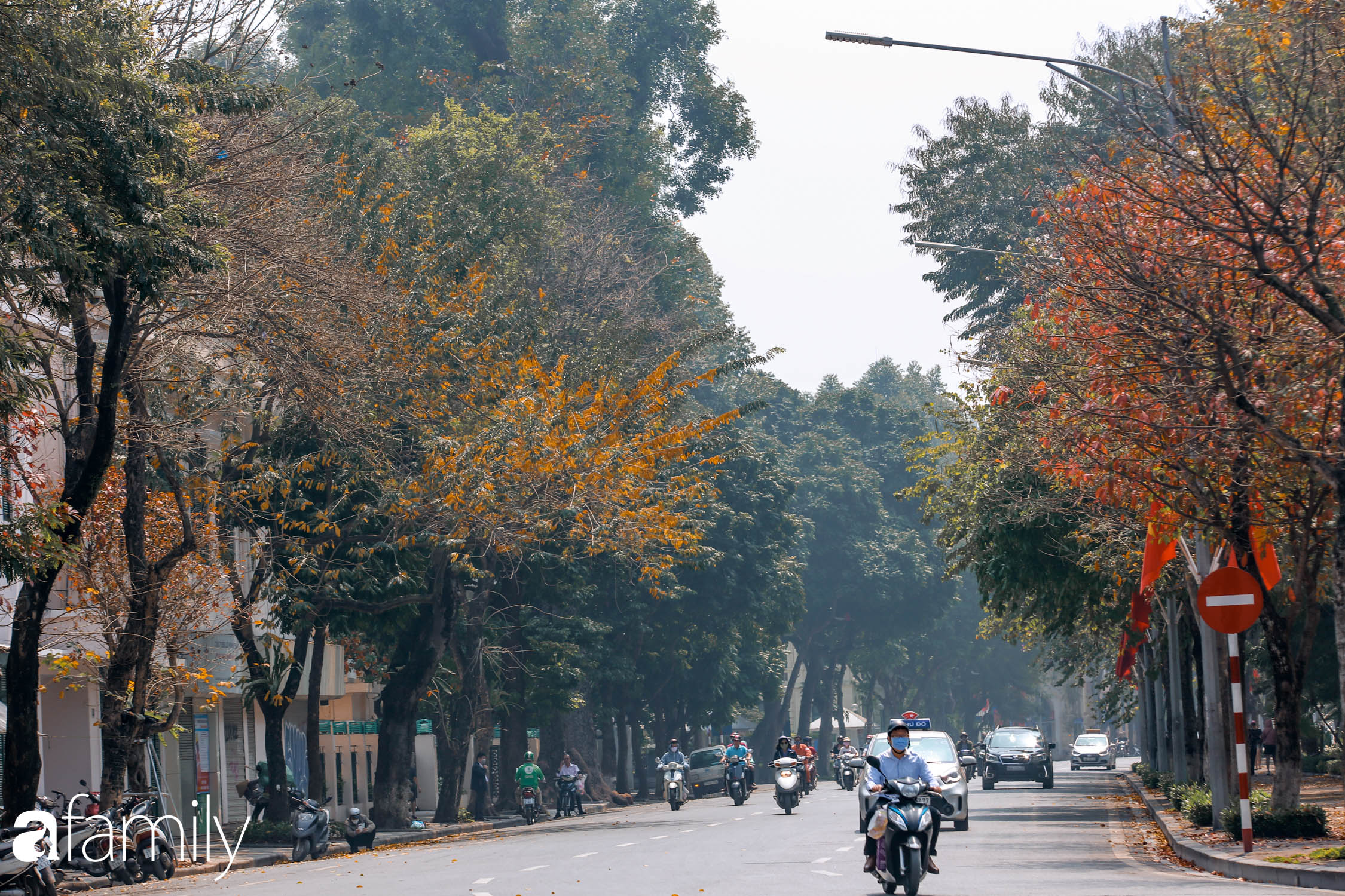 Hà Nội tháng Ba mà cứ ngỡ thu về, bởi vừa có nắng vàng dịu ngọt, vừa có thảm lá vàng 