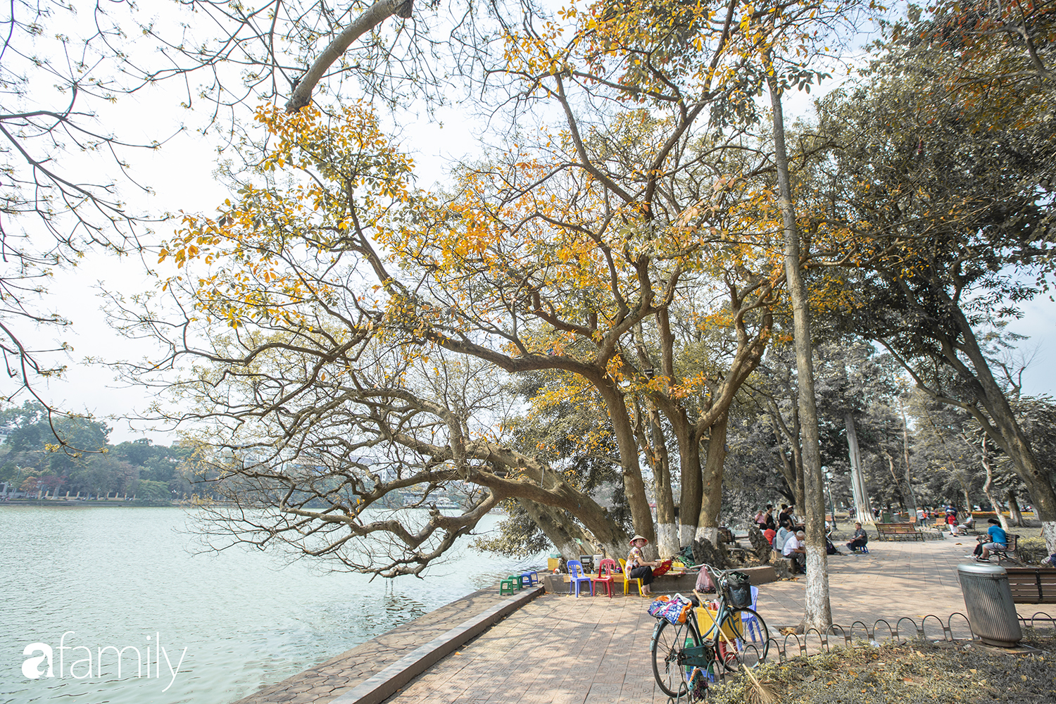 Hà Nội tháng Ba mà cứ ngỡ thu về, bởi vừa có nắng vàng dịu ngọt, vừa có thảm lá vàng 