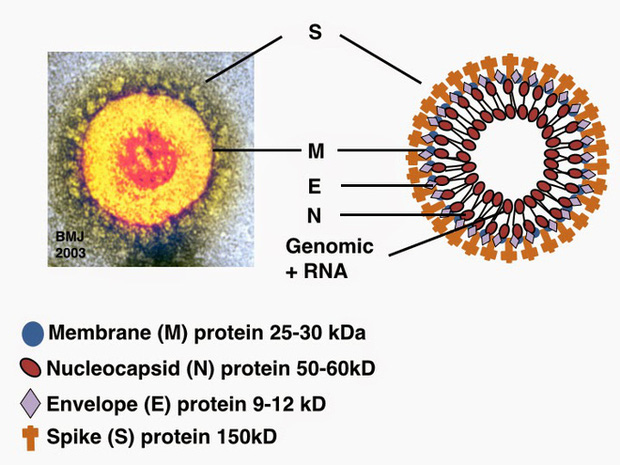 Cồn diệt virus corona như thế nào: Cách chọn nước rửa tay khô an toàn và hiệu quả nhất trong dịch Covid-19 - Ảnh 1.