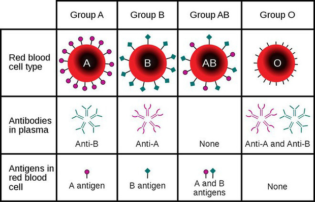 Nhóm máu, kháng thể và khả năng miễn dịch với Covid-19 có liên quan như thế nào? - Ảnh 2.