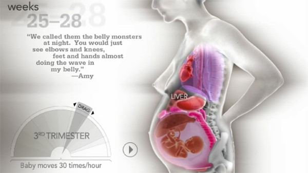 Kinh ngạc với hình ảnh các cơ quan nội tạng của người mẹ khi mang thai sẽ thay đổi như thế nào  - Ảnh 6.