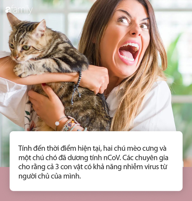 Phát hiện thêm 2 con mèo dương tính nCoV sau vụ thú cưng ở Hong Kong nhiễm virus: Giới chuyên gia vẫn khẳng định 