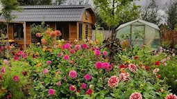 Cuộc sống yên bình của bà mẹ hai con trong ngôi nhà cấp 4 và khu vườn trồng đủ loại hoa rực rỡ đẹp như trong cổ tích