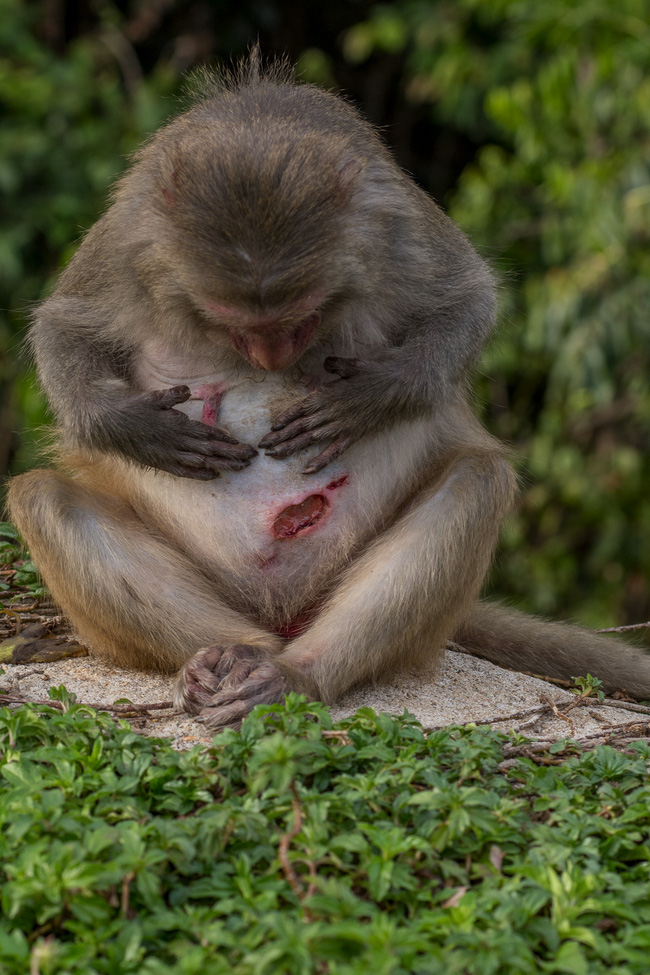 SỐC: Khỉ con mình đầy thương tích, què quặt, lòi xương, sống lay lắt ở bán đảo Sơn Trà và ánh mắt 