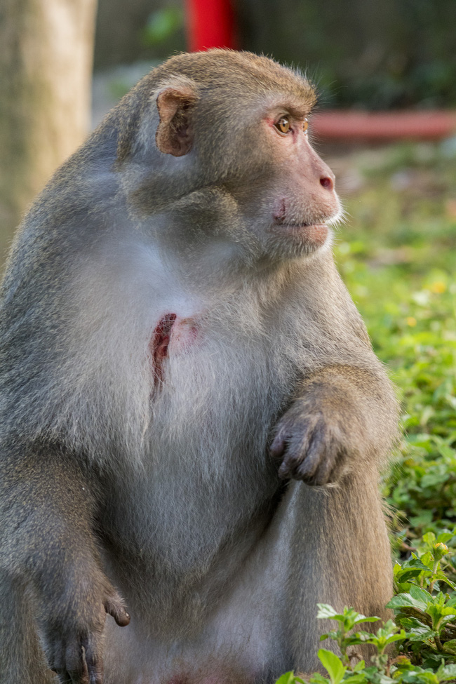 SỐC: Khỉ con mình đầy thương tích, què quặt, lòi xương, sống lay lắt ở bán đảo Sơn Trà và ánh mắt 