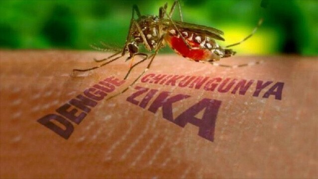 Virus Zika gây nguy hiểm như thế nào khi truyền từ mẹ sang con? - Ảnh 1.