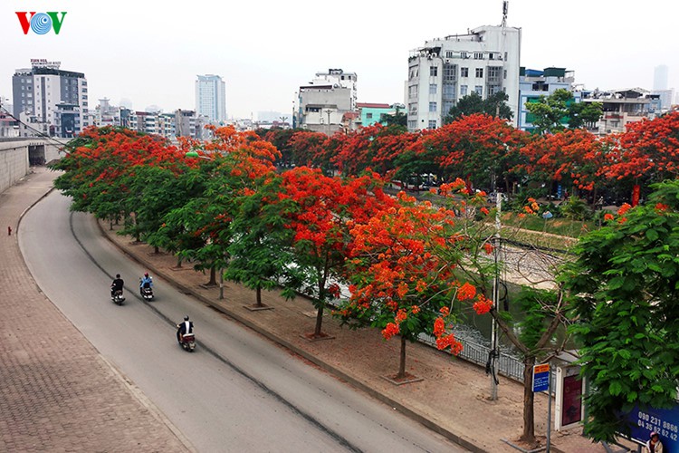 “Nhiều nơi chặt hết cây trong trường học là đang làm hơi thái quá“ - Ảnh 1.