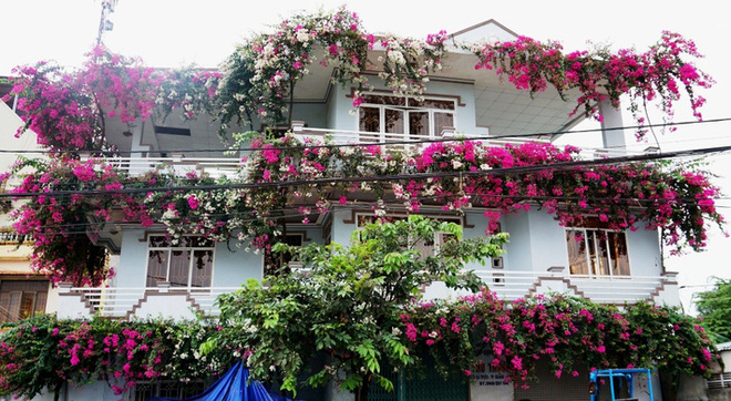 Những ngôi nhà hoa giấy phiên bản đời thực ở Việt Nam đẹp rụng rời, nhìn xong chỉ muốn trồng ngay vài gốc - Ảnh 11.