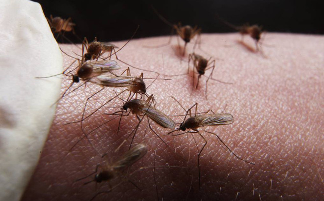 6 hiểu lầm nguy hiểm về bệnh sốt xuất huyết có thể khiến người bệnh gây tử vong - Ảnh 1.