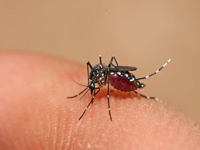 6 hiểu lầm nguy hiểm về bệnh sốt xuất huyết có thể khiến người bệnh gây tử vong - Ảnh 2.
