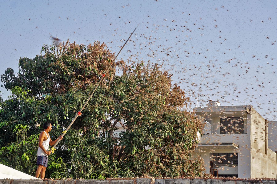 Chùm ảnh gây rợn người về đại dịch châu chấu đang hoành hành ở châu Phi, khi những 