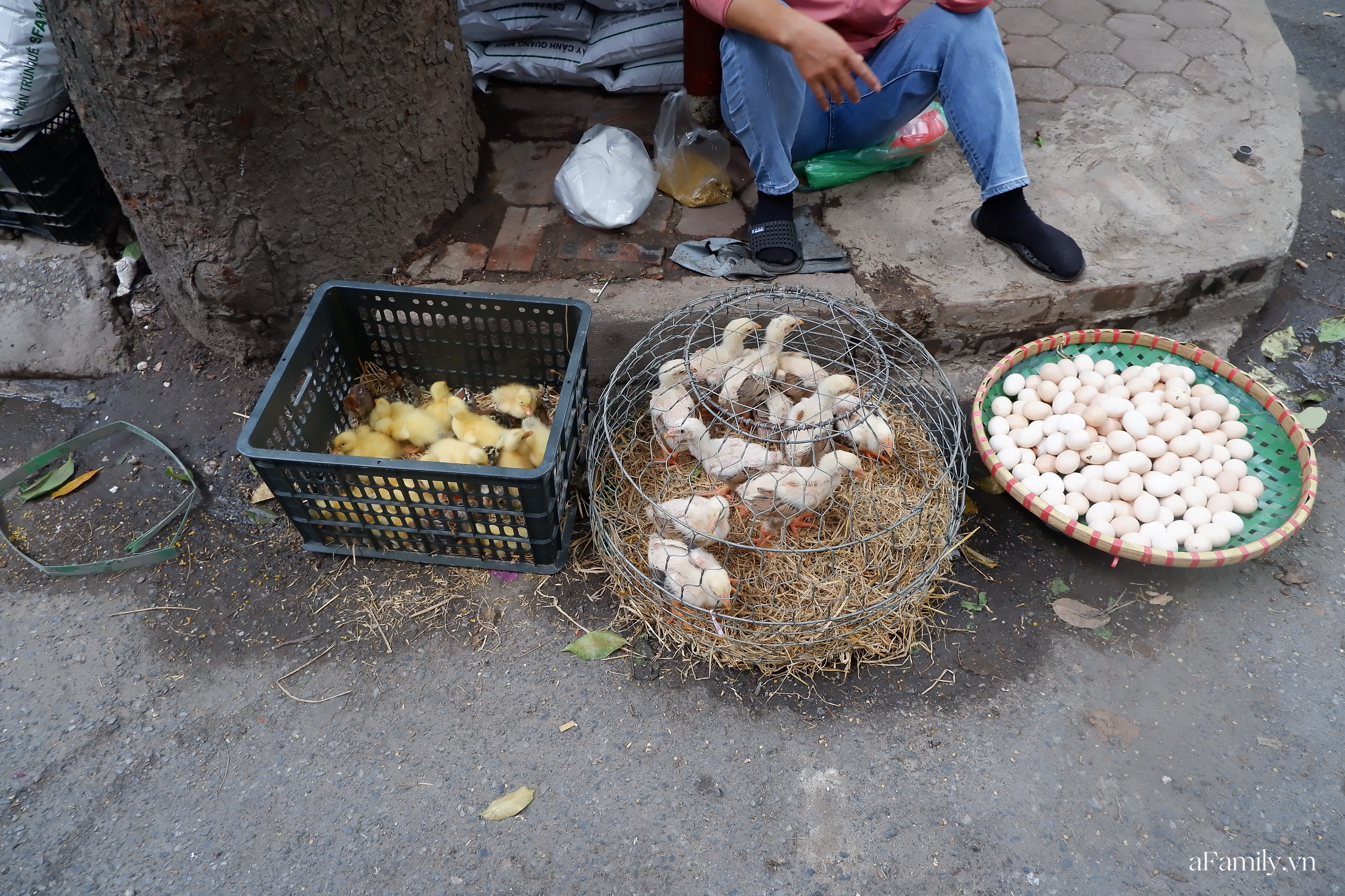 Đi chợ Bưởi mua cây và con giống: Mộc mạc nét quê từ cách bán cho tới cả giá thành ngay giữa thủ đô Hà Nội - Ảnh 12.