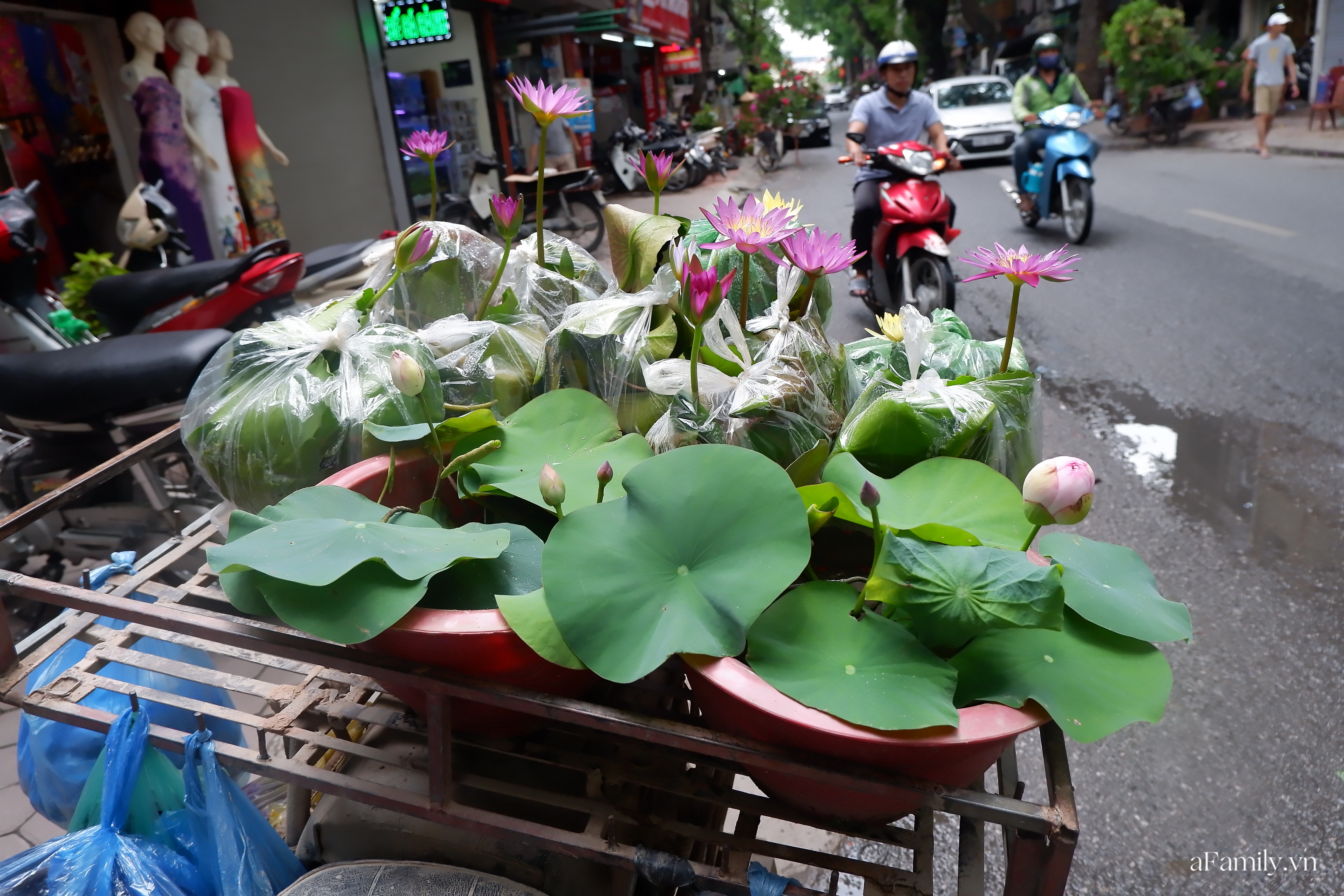 Đi chợ Bưởi mua cây và con giống: Mộc mạc nét quê từ cách bán cho tới cả giá thành ngay giữa thủ đô Hà Nội - Ảnh 10.