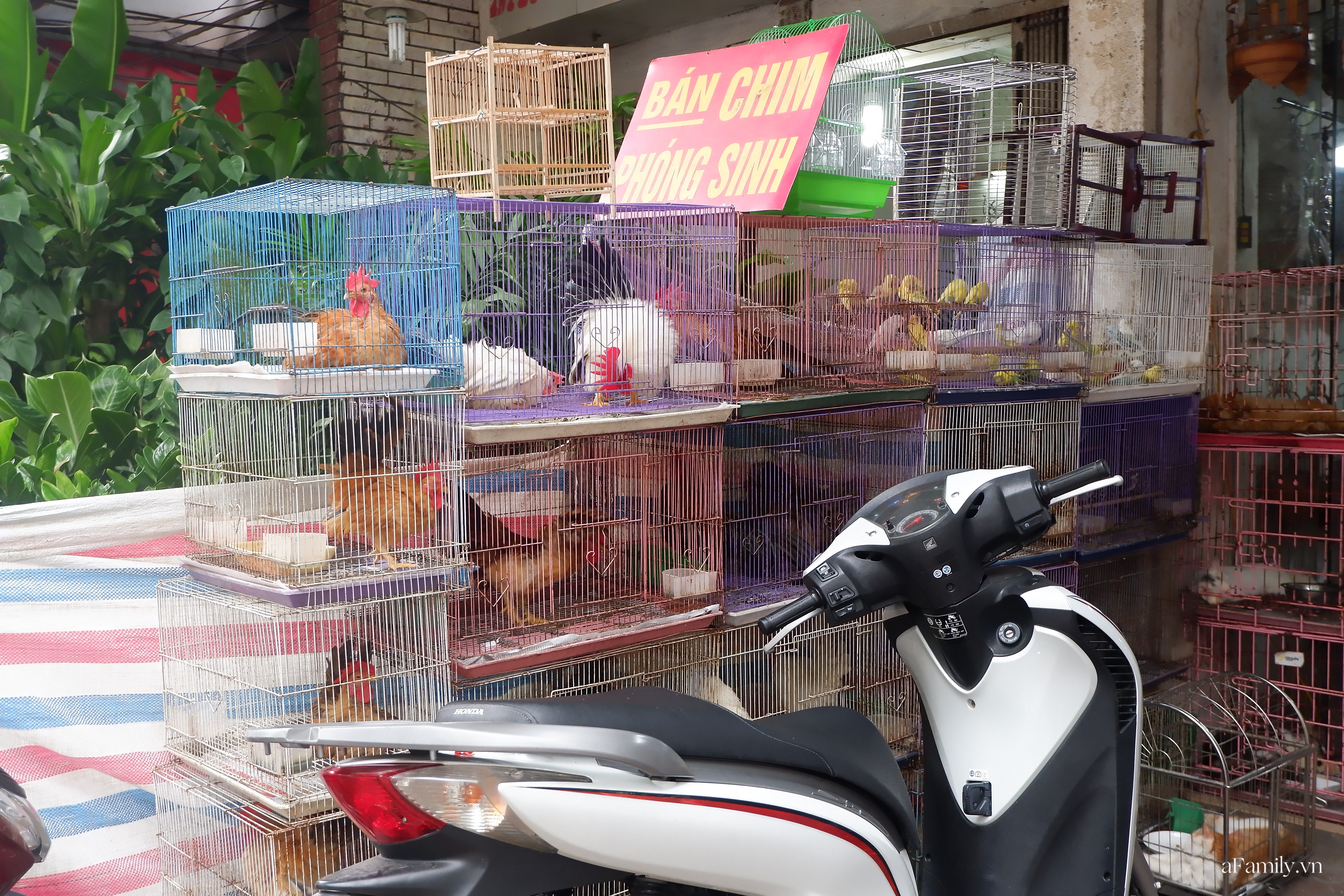 Đi chợ Bưởi mua cây và con giống: Mộc mạc nét quê từ cách bán cho tới cả giá thành ngay giữa thủ đô Hà Nội - Ảnh 11.