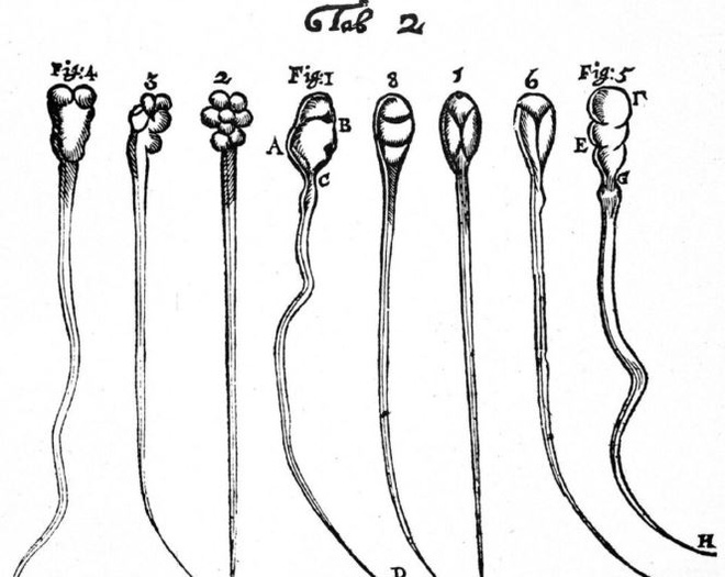 Phát hiện mới về cách hoạt động của tinh trùng, đánh đổ quan niệm sai lầm suốt 300 năm nay - Ảnh 2.