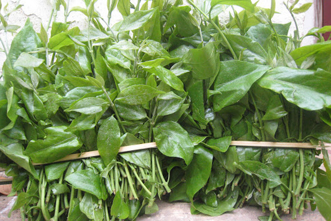 Những loại rau kỳ lạ có giá đắt hơn cả thịt cá ở Việt Nam, muốn mua ăn không phải chuyện dễ - Ảnh 2.