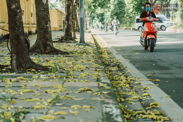 Con đường cây huyền thoại ở Hà Nội lại phủ đầy lá vàng rồi, phải chăng là mùa thu sắp về? - Ảnh 2.