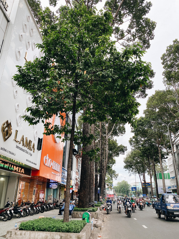 Sau vụ cây xanh bật gốc đè chết người: Vẫn còn nhiều cây đã già cỗi có rễ lộ thiên, nhánh vươn ra mặt đường ở Sài Gòn - Ảnh 17.