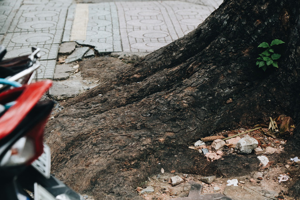 Sau vụ cây xanh bật gốc đè chết người: Vẫn còn nhiều cây đã già cỗi có rễ lộ thiên, nhánh vươn ra mặt đường ở Sài Gòn - Ảnh 9.