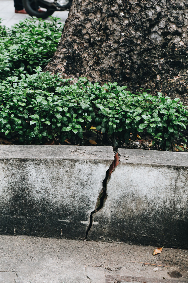 Sau vụ cây xanh bật gốc đè chết người: Vẫn còn nhiều cây đã già cỗi có rễ lộ thiên, nhánh vươn ra mặt đường ở Sài Gòn - Ảnh 12.