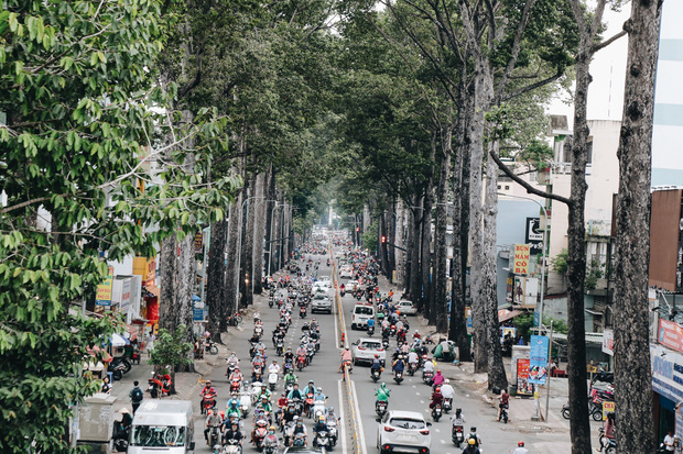 Sau vụ cây xanh bật gốc đè chết người: Vẫn còn nhiều cây đã già cỗi có rễ lộ thiên, nhánh vươn ra mặt đường ở Sài Gòn - Ảnh 2.