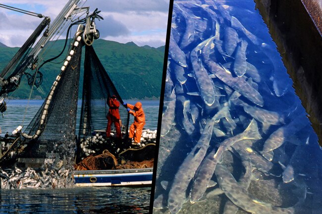 Cá - loại giàu omega-3, loại chứa độc tố: Cá hồi, rô phi, cá thu, cá ngừ... thuộc loại nào? - Ảnh 9.