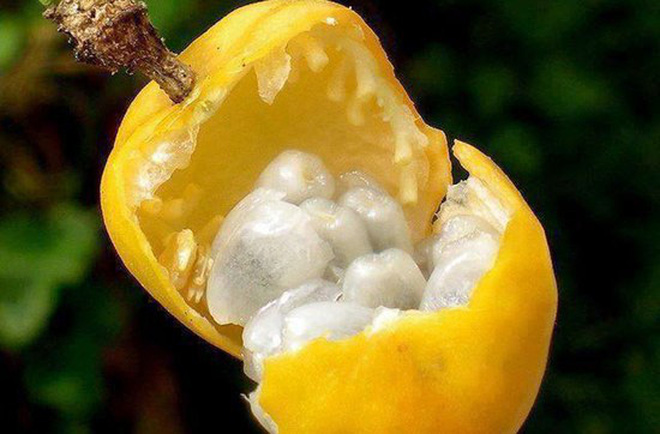 Việt Nam có 10 loại trái cây cực hiếm người biết mọc đầy ở các vùng quê, nghe tên thôi đã thấy lạ chứ nói chi ăn thử - Ảnh 2.