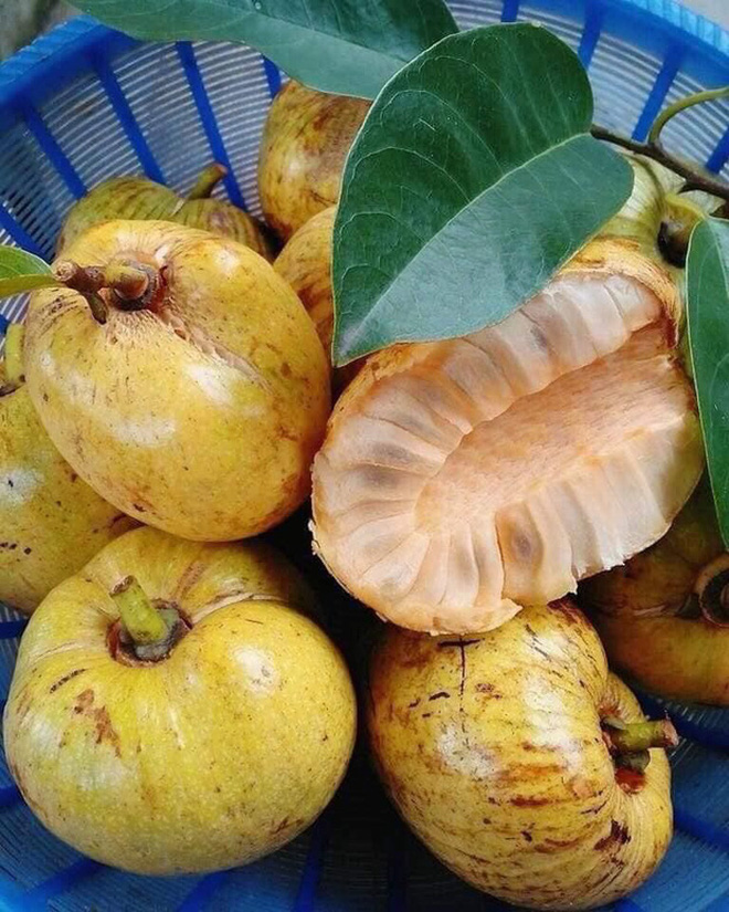 Việt Nam có 10 loại trái cây cực hiếm người biết mọc đầy ở các vùng quê, nghe tên thôi đã thấy lạ chứ nói chi ăn thử - Ảnh 22.
