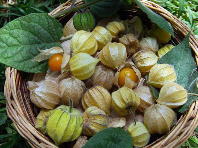 Việt Nam có 10 loại trái cây cực hiếm người biết mọc đầy ở các vùng quê, nghe tên thôi đã thấy lạ chứ nói chi ăn thử - Ảnh 20.