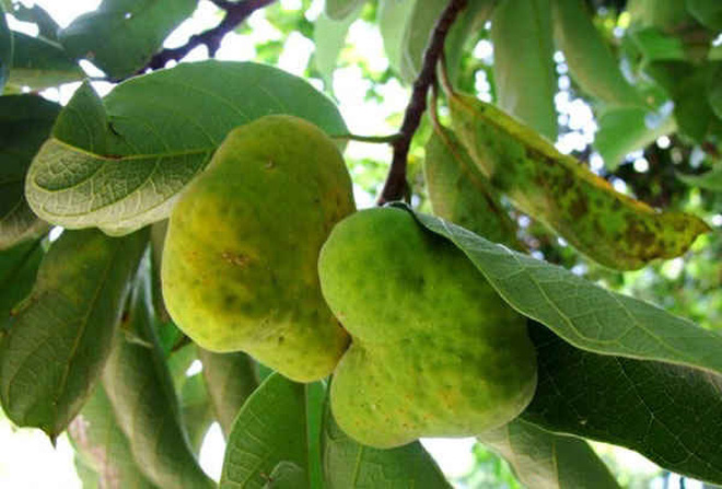 Việt Nam có 10 loại trái cây cực hiếm người biết mọc đầy ở các vùng quê, nghe tên thôi đã thấy lạ chứ nói chi ăn thử - Ảnh 3.