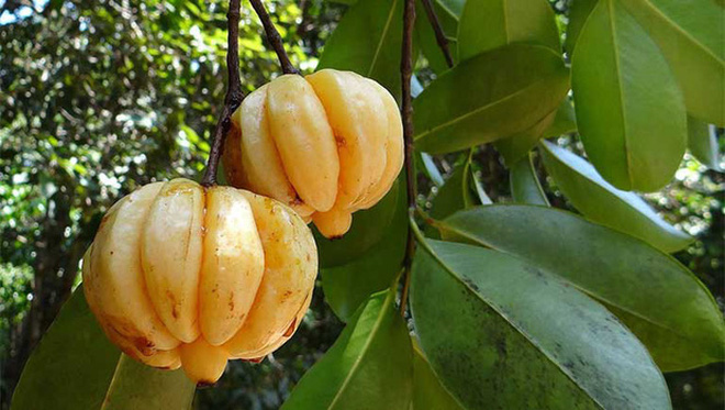 Việt Nam có 10 loại trái cây cực hiếm người biết mọc đầy ở các vùng quê, nghe tên thôi đã thấy lạ chứ nói chi ăn thử - Ảnh 18.