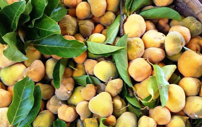 Việt Nam có 10 loại trái cây cực hiếm người biết mọc đầy ở các vùng quê, nghe tên thôi đã thấy lạ chứ nói chi ăn thử - Ảnh 4.