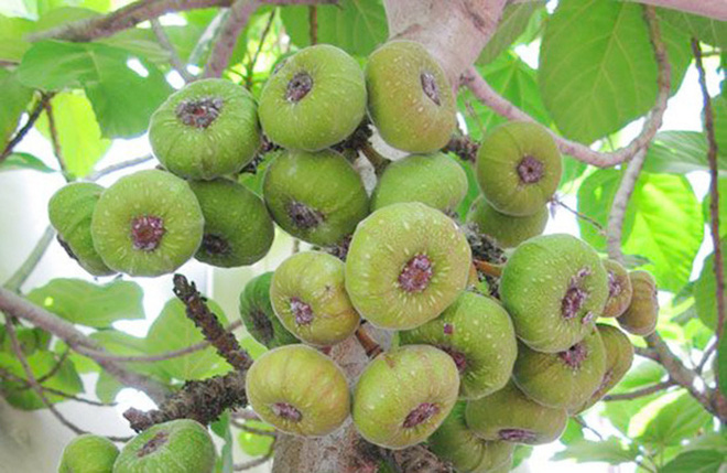 Việt Nam có 10 loại trái cây cực hiếm người biết mọc đầy ở các vùng quê, nghe tên thôi đã thấy lạ chứ nói chi ăn thử - Ảnh 11.